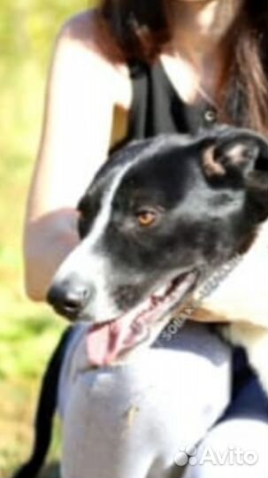 Беда.собака в дар в добрые руки