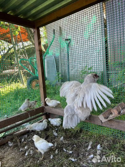 Амераукана