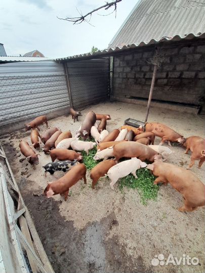 Продам поросят