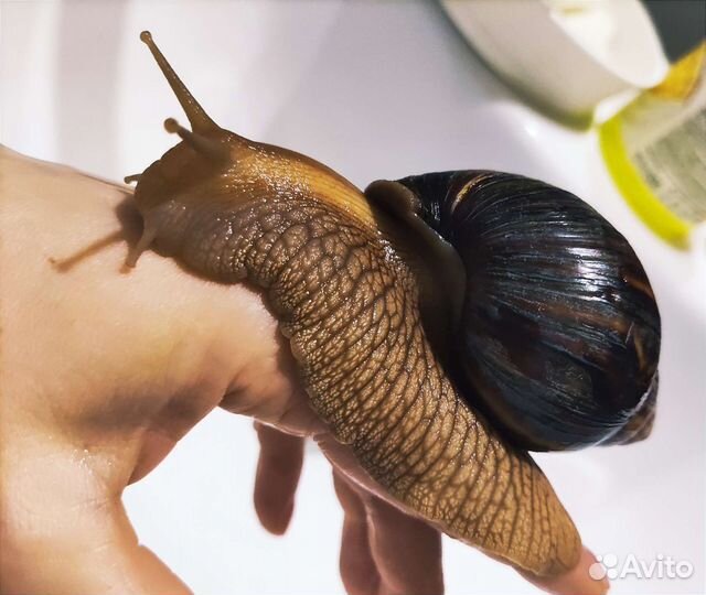 Улитка ахатина