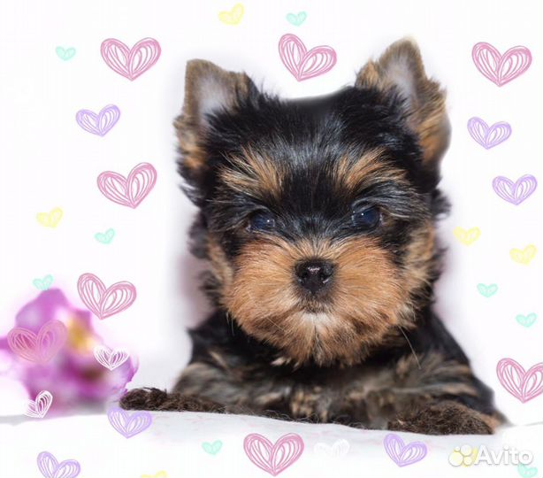 Мальчишки и девчонки