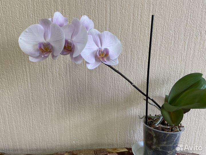 Орхидея фаленопсис