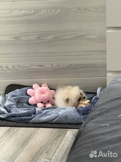 Померанский шпиц мини щенок