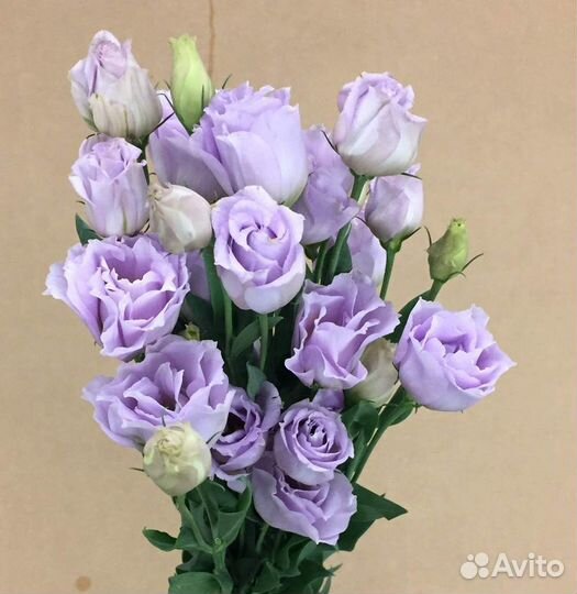 Эустома оптом. Живые цветы оптом. Сезонные цветы