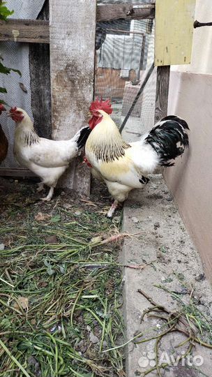 Петух доминант