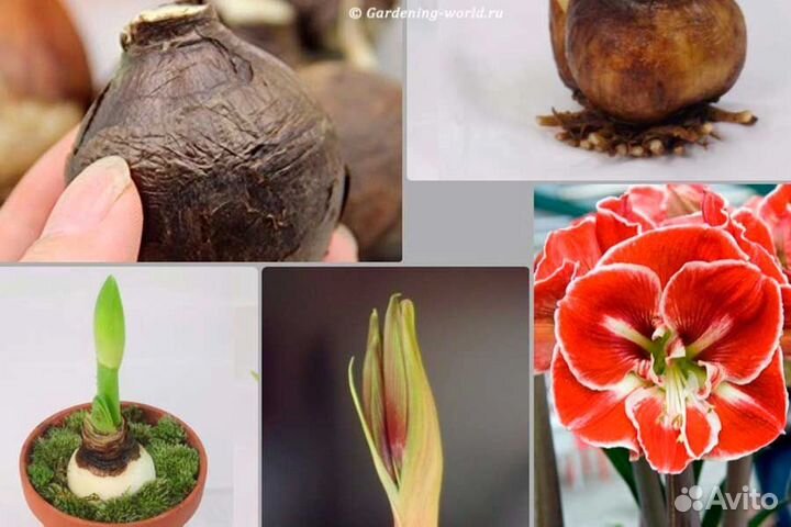 Гиппеаструм