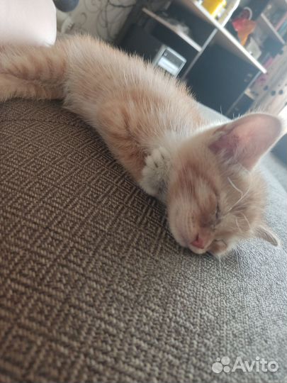 Отдам котёнка бесплатно