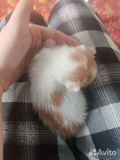 Котенок в добрые руки