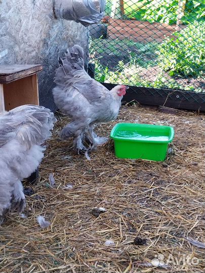 Молодой Пётр