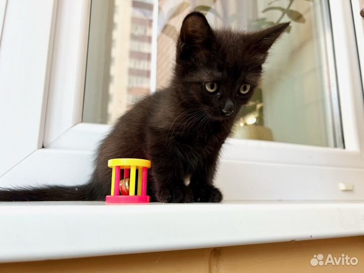 Котенок черная пантерка Изюминка в добрые руки