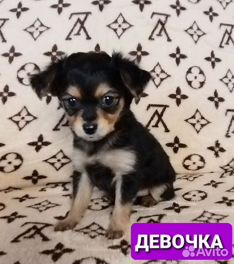 Той-терьер