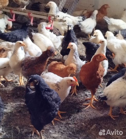 Куры молодки несушки домашние