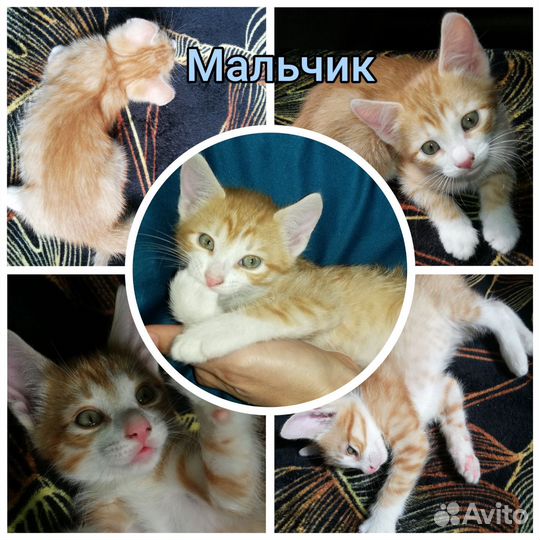 Котятушки ищут дом