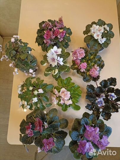 Фиалка детки стартеры цветущие