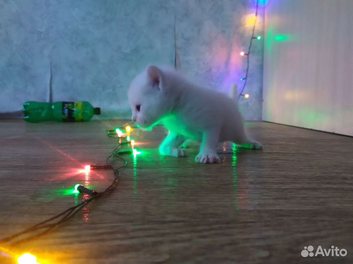 Шатланские котята метис