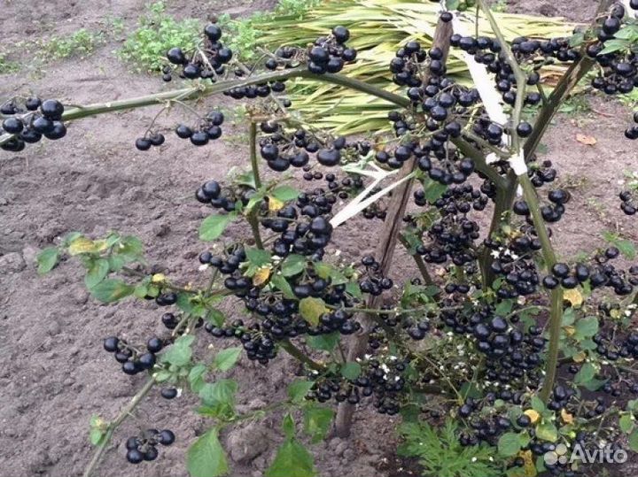 Семена санберри (солнечная ягода)