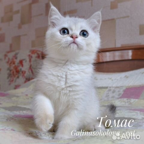Котята британской серебристой шиншиллы объявление продам