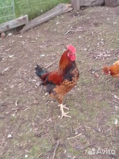 Петухи