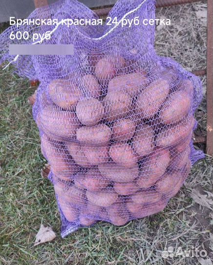 Картошка Оптом и розницу есть и на пасадку