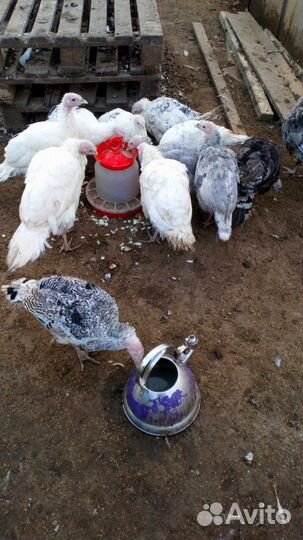 Индюки индюшата