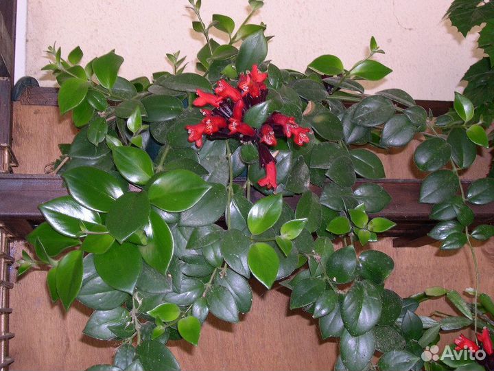 Комнатные цветы