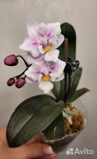 Орхидея фаленопсис бабочка