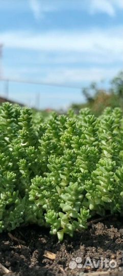 Очиток седум едкий