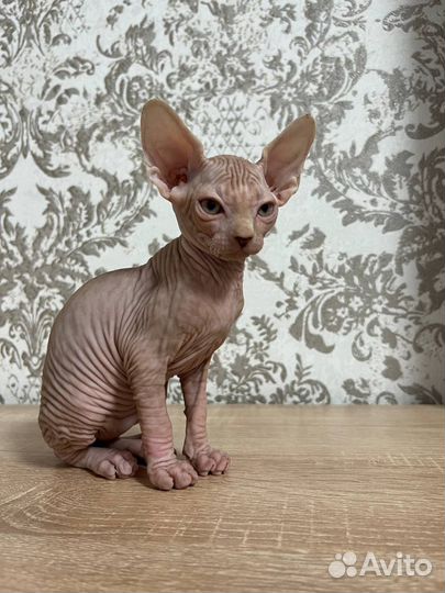 Канадский сфинкс котята