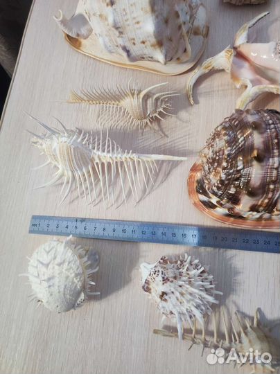 Коллекция ракушек За всё