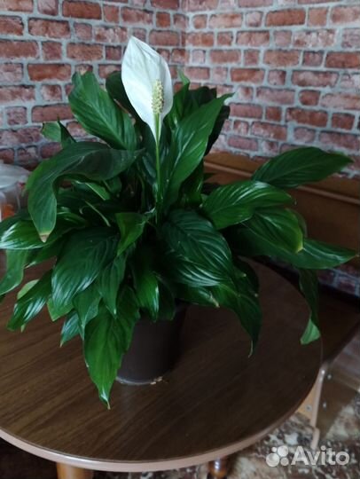 Спатифиллум