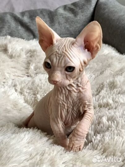 Канадский сфинкс