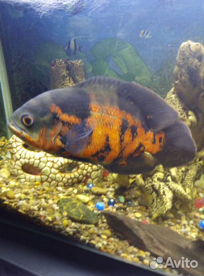 Астронотус тигровый