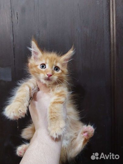 Котята Мейн-Кун веселые ребята