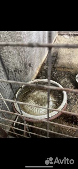 Щенки в добрые руки