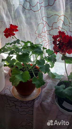 Фиалки продажа