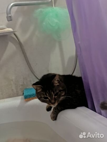 Котик в добрые ручки