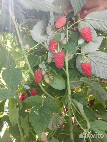 Малина Патриция саженцы 1шт