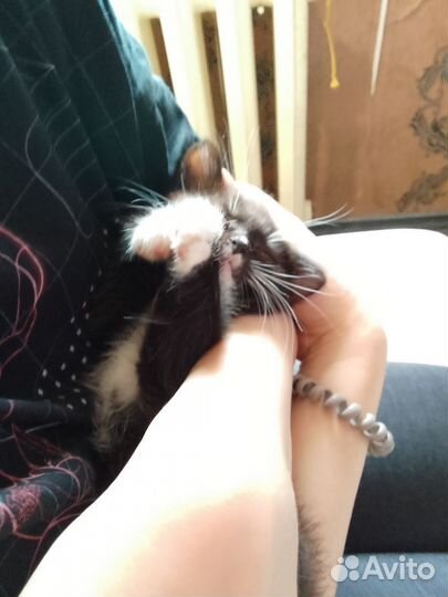 Черный котенок в добрые руки