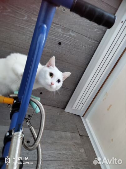 Найдена кошка