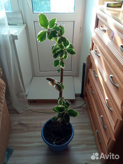 Фикус бейлиз