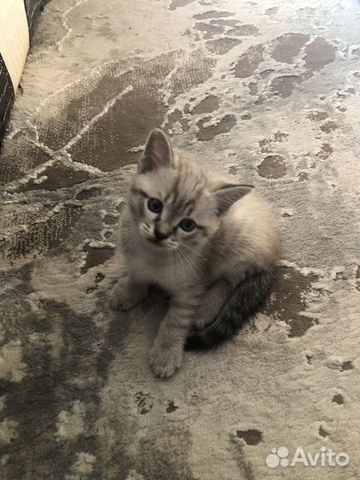 Котята в добрые руки бесплатно