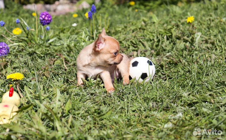 Очаровательные малыши