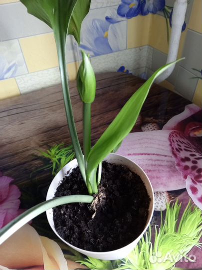 Эухарис амазонская лилия луковицы