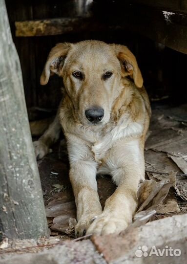 Мальчик полутакс