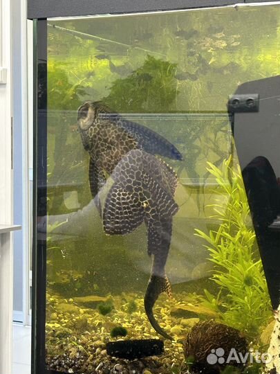 Птеригоплихт парчовый сом