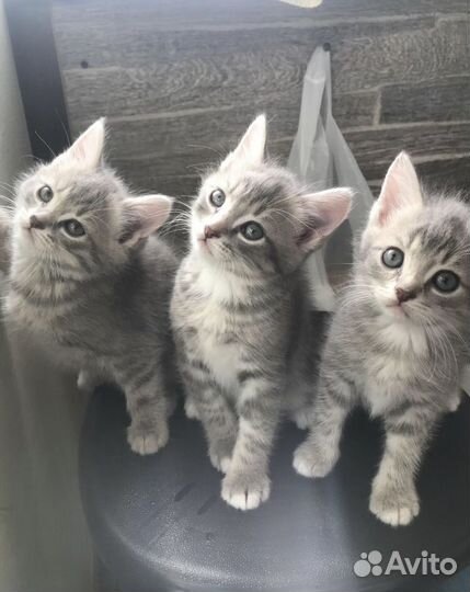 Котята ищут новый дом, отдадим в заботливые руки