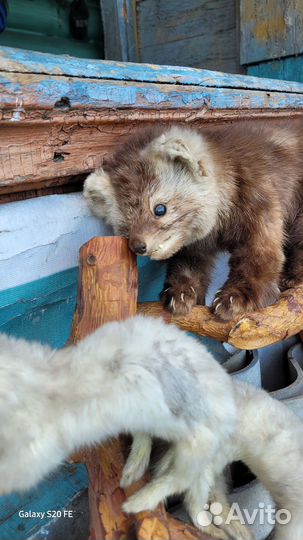 Чучела животных