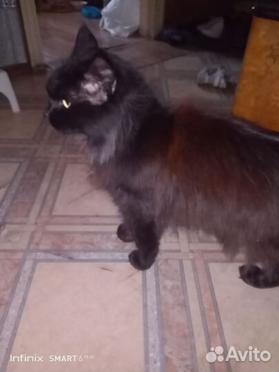 Кошки в добрые руки