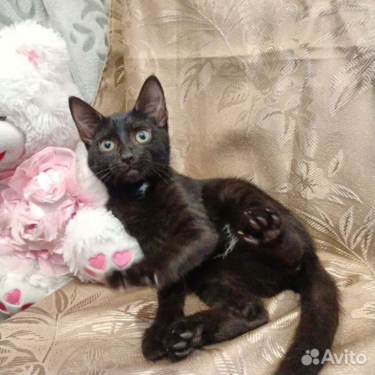 Котёнок девочка