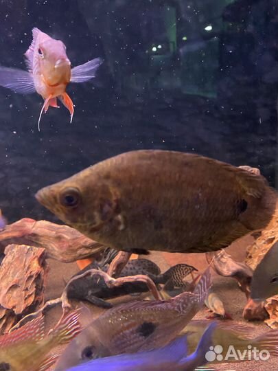 Трофеус,Северумы, бражник, скалярии и не только